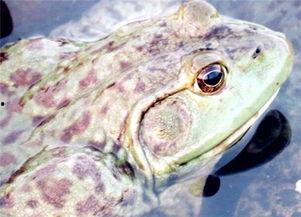 爆料田鸡饲养视频教程下载,视频教程带你轻松入门  第3张